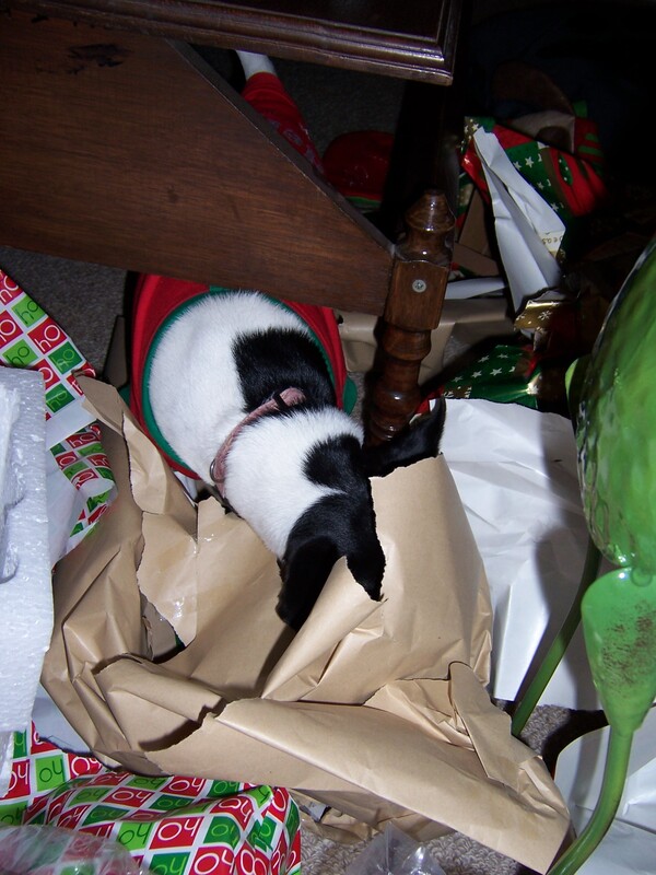 Dog in wrapping paper