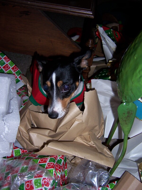 Dog in wrapping paper