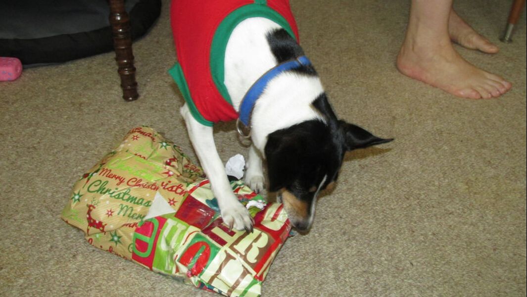 Dog opening Christmas present